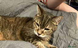 Domestic Shorthair cats for sale: Lulu the lovely house cat. - Image 5