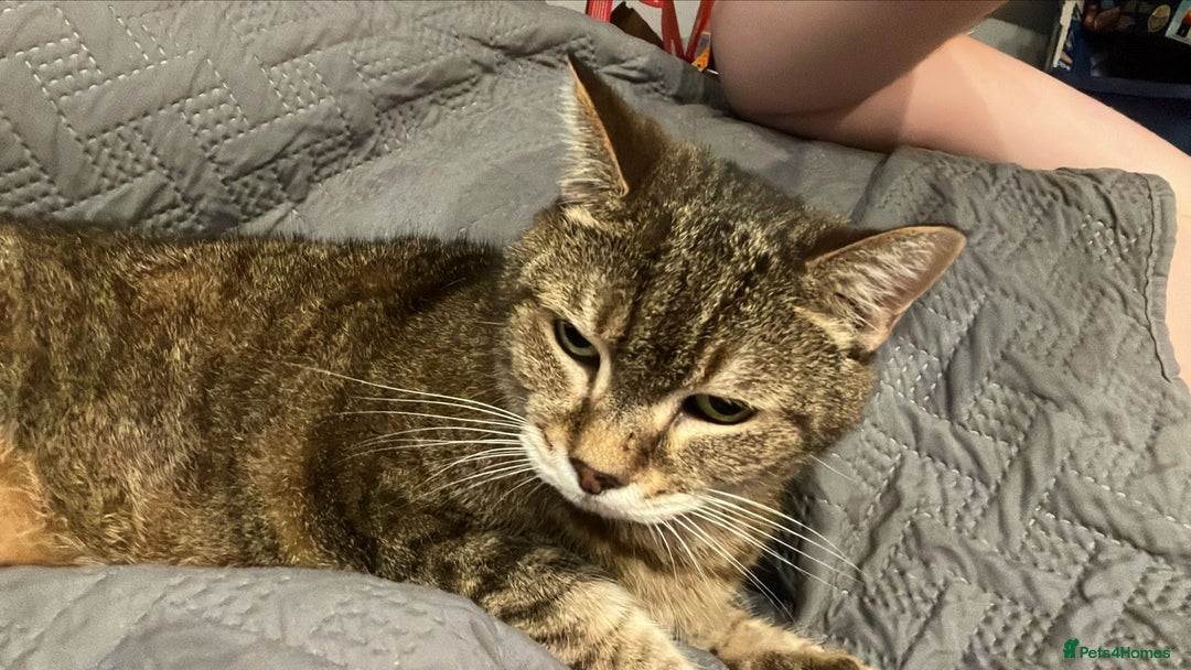 Domestic Shorthair cats for sale: Lulu the lovely house cat. - Image 5