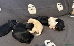 Miniature Schnauzer dogs for sale: Miniature schnauzer puppies  - Image 5