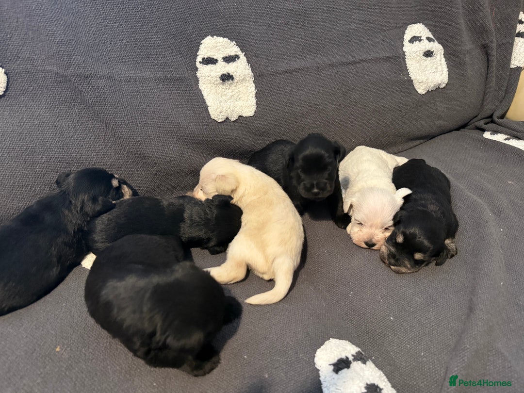 Miniature Schnauzer dogs for sale: Miniature schnauzer puppies  - Image 5