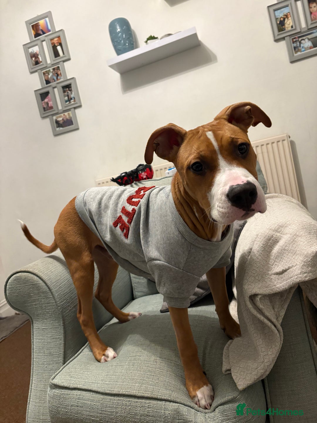 Staffordshire Bull Terrier dogs for sale: Zeus  - Advert 2