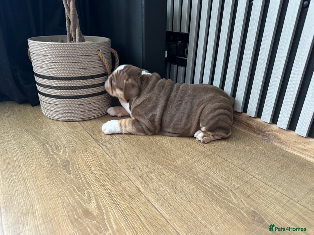 English Bulldog dogs for sale: Our girl looking for a warm sofa and fully love🏠 - Advert 4
