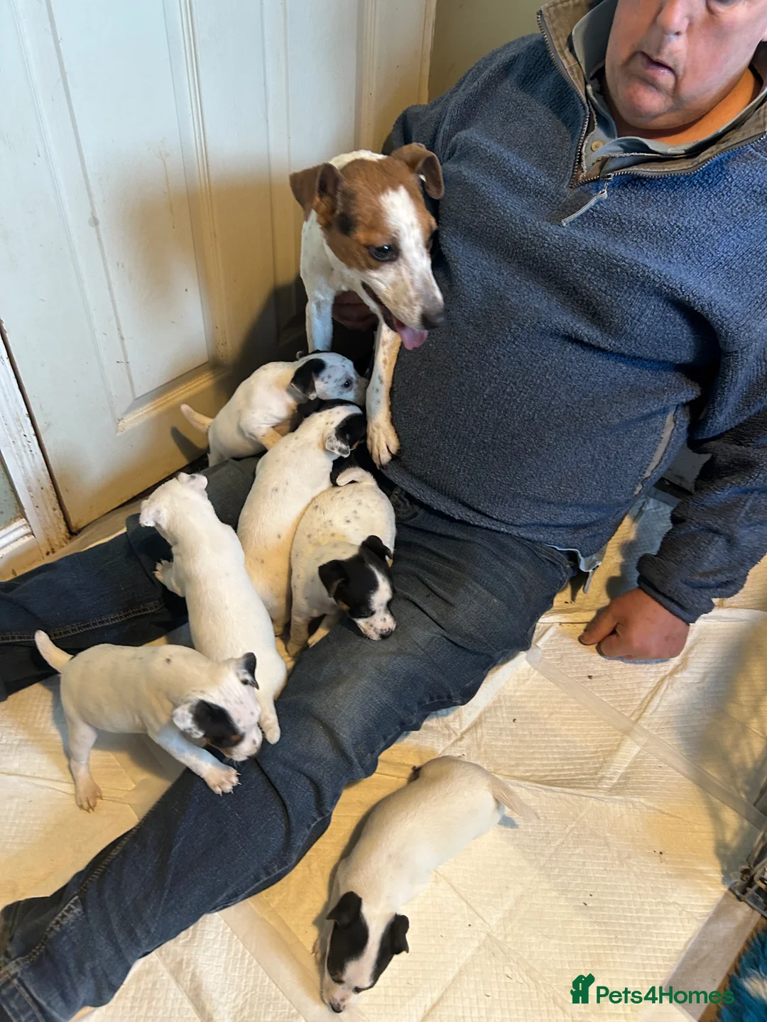 Parson Russell dogs for sale: Parson Jack Russell pup - Advert 5