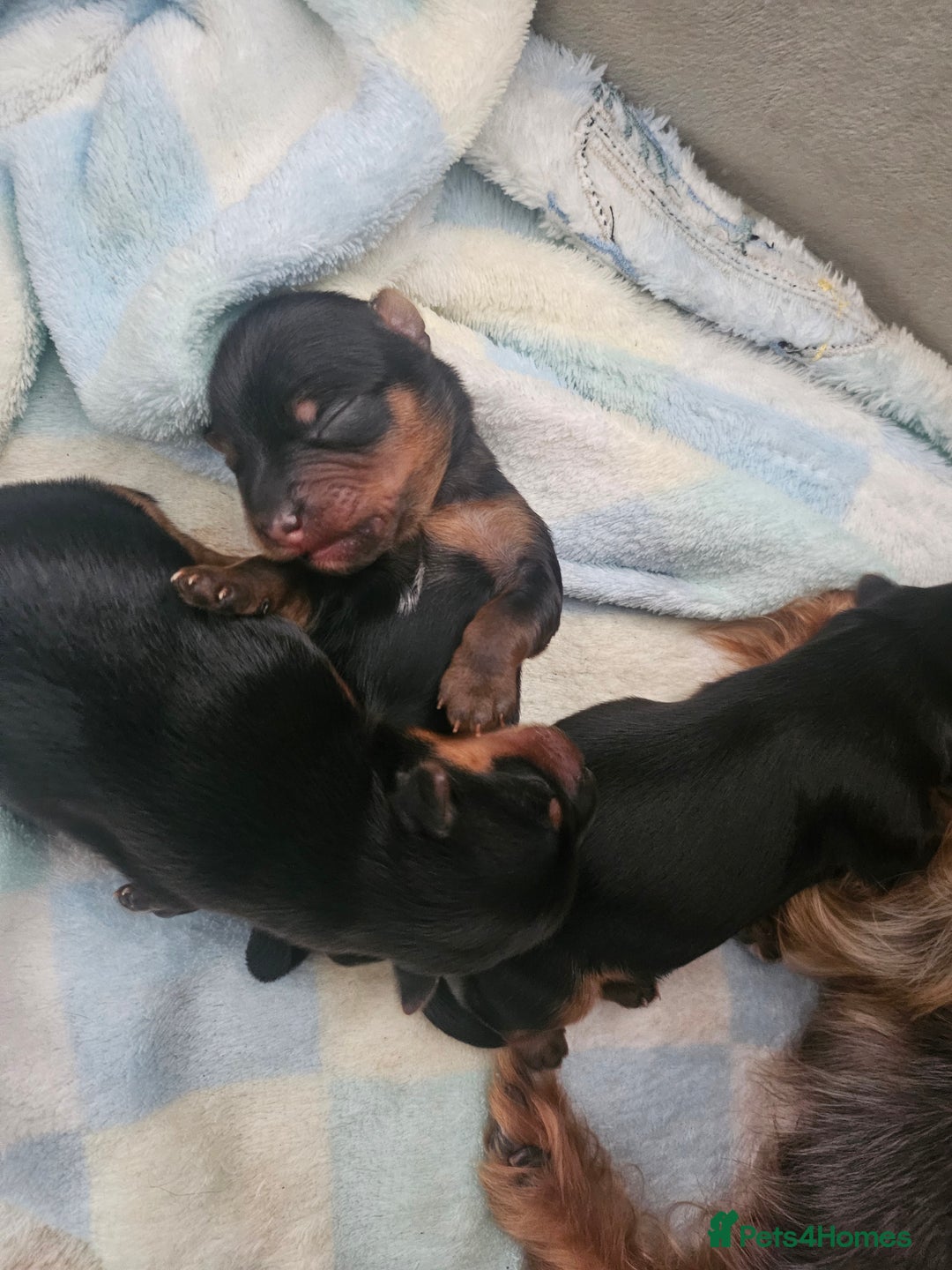 Yorkshire Terrier dogs for sale: Yorkshire terrier (miniature) - Image 6
