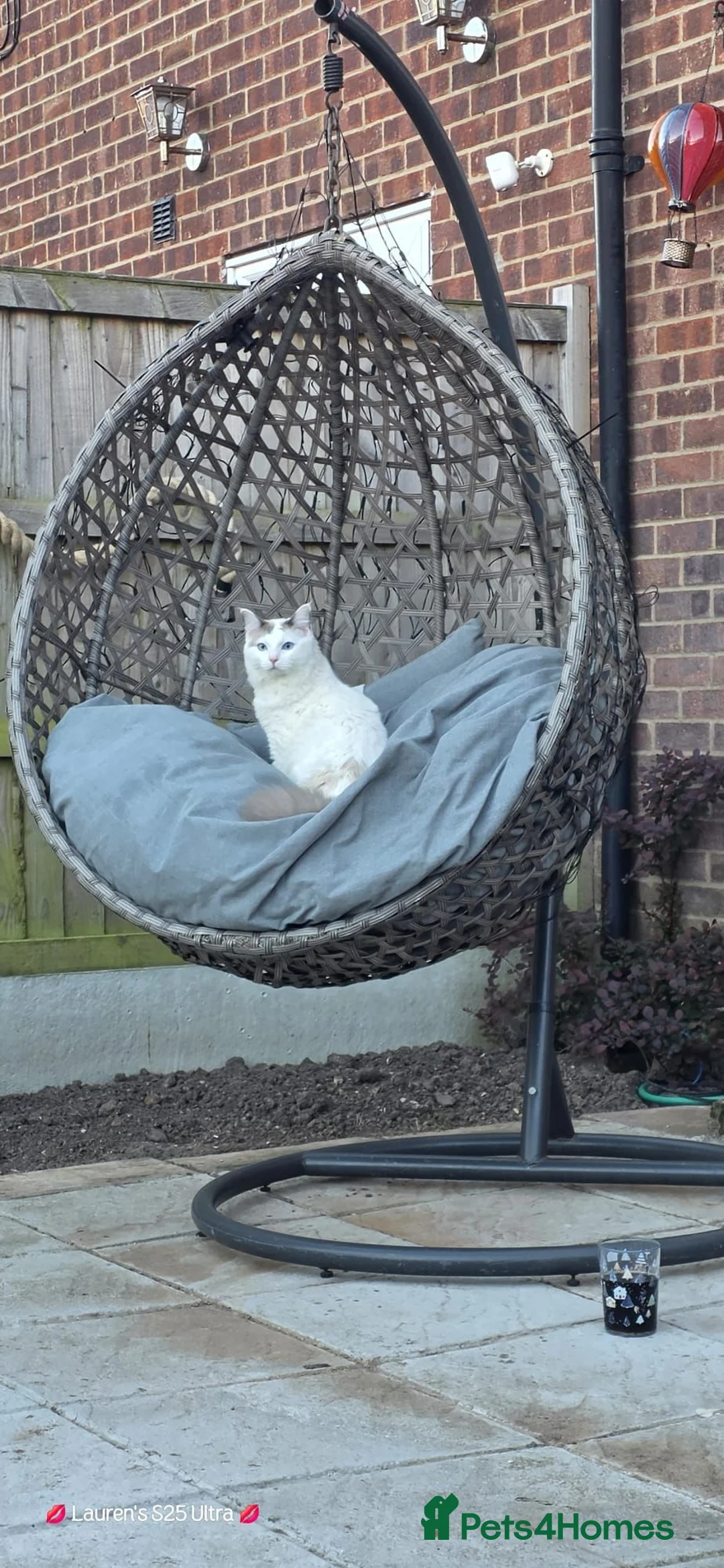 Ragdoll cats for sale: 1 year old male ragdoll in Clacton-on-Sea - Advert 3