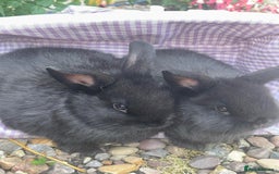 Mini Lop rabbits for sale: 5 beautiful mini lop x netherland dwarf babies - Image 7