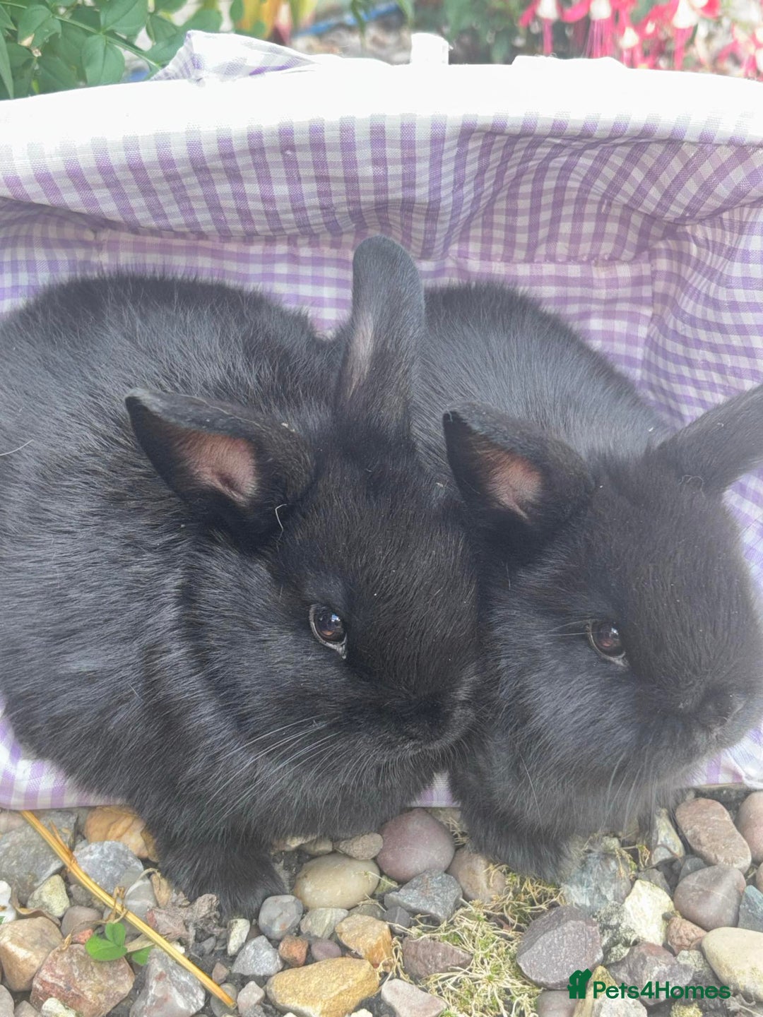 Mini Lop rabbits for sale: 5 beautiful mini lop x netherland dwarf babies - Image 7