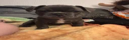 French Bulldog dogs for sale: French bulldog pups ready for forever homes.  - Advert 2