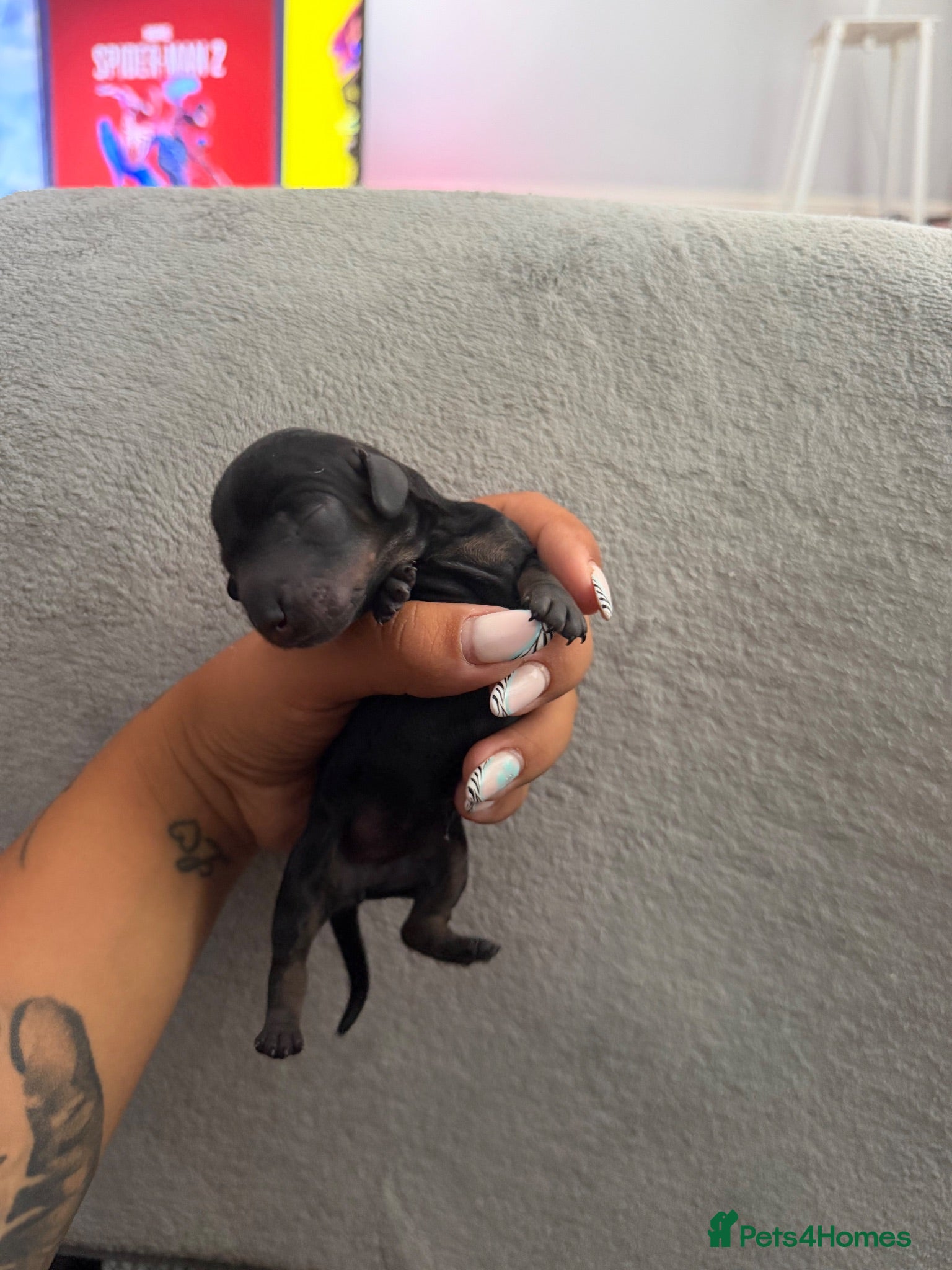 Miniature Dachshund dogs Mini dachshunds  - Advert 1