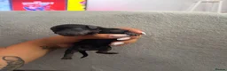 Miniature Dachshund dogs for adoption: Mini dachshunds  - Advert 1