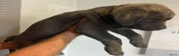 Mixed Breed dogs for sale: Cane Corso 75% x German Shepherd 25% in Bishop's Stortford - Advert 16