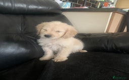 Cockapoo dogs for sale: Ready Now Beautiful litter of cockapoo puppies  - Image 4