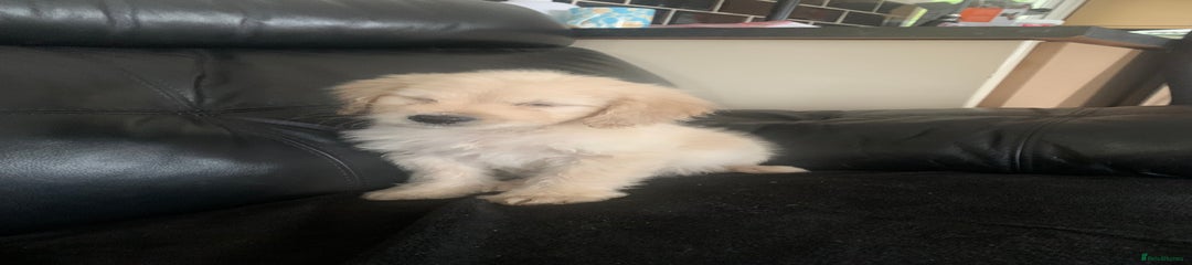 Cockapoo Puppy 5