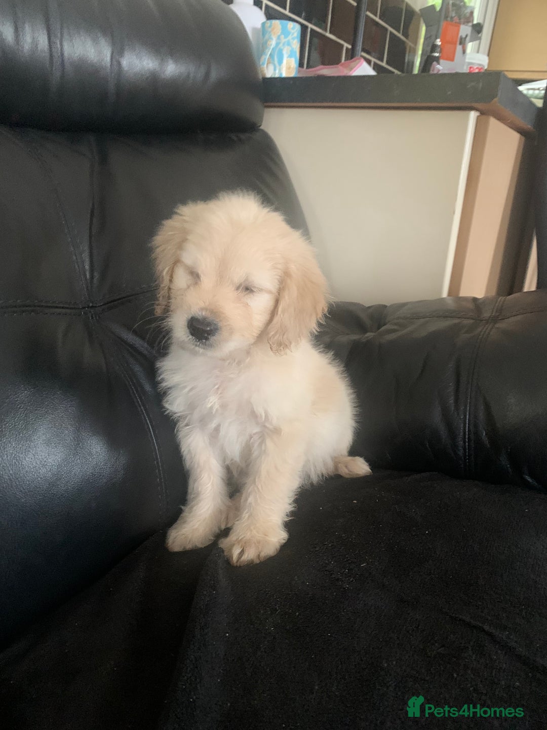 Cockapoo dogs for sale: Ready Now Beautiful litter of cockapoo puppies  - Image 4