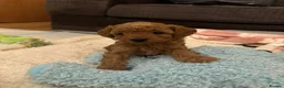 Toy Poodle dogs for sale: Puppies 🐶 Kennel Club Registered  - Advert 8