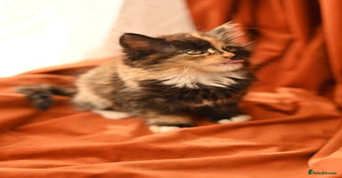 British Longhair cats - Advert 2