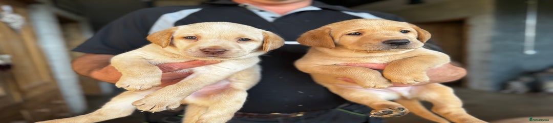 Labrador Retriever Puppy 3