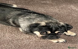 Pug dogs for sale: 1 pug (shug) who was reserved has became available - Image 13