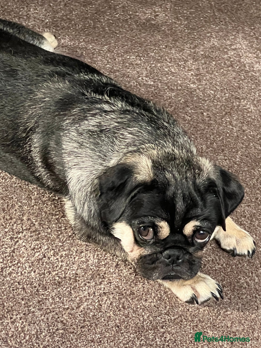 Pug dogs for sale: 1 pug (shug) who was reserved has became available - Image 13