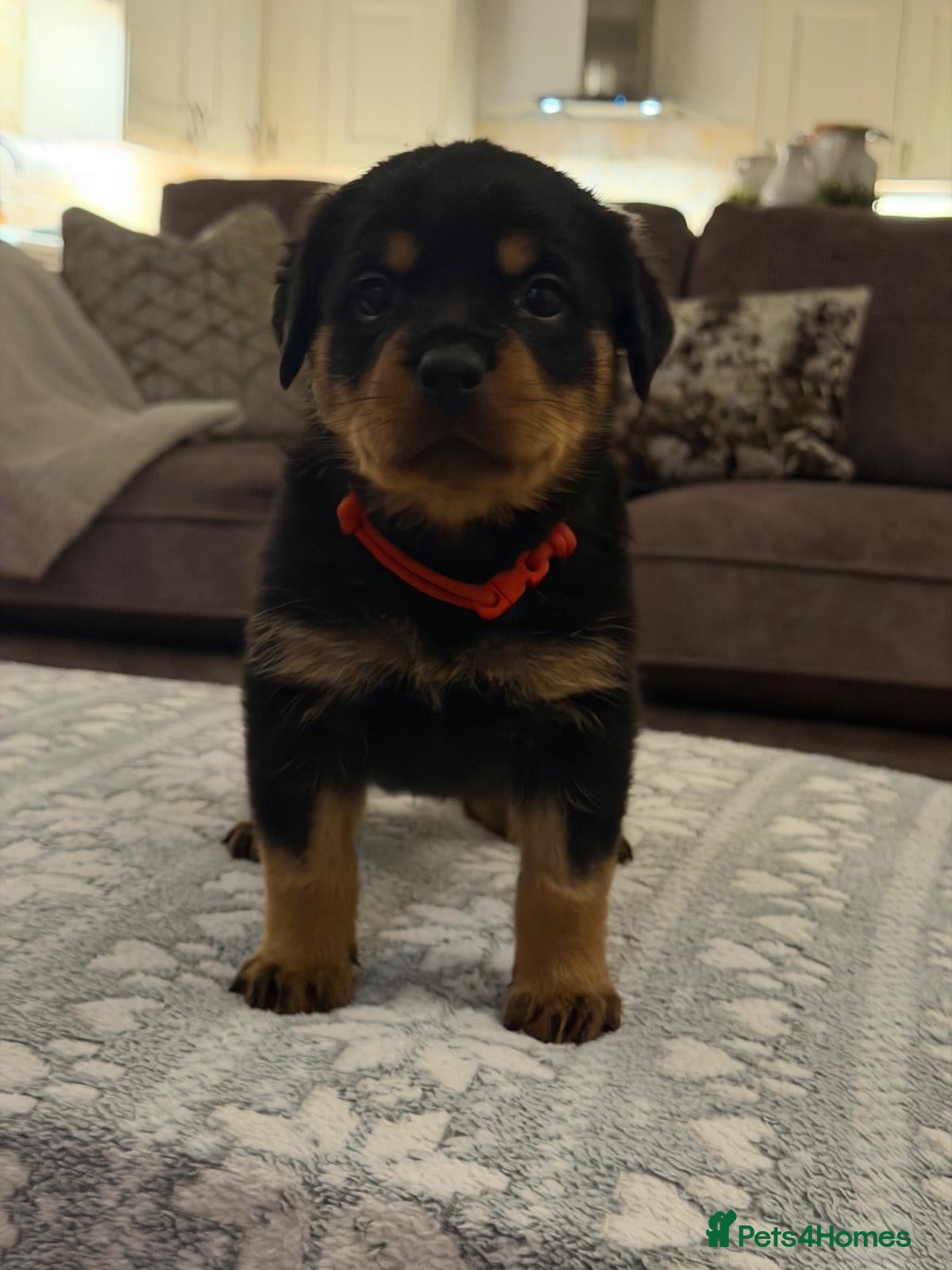 Rottweiler dogs for sale: STUNNING ROTTWEILER PUPS AVAILABLE  - Advert 5