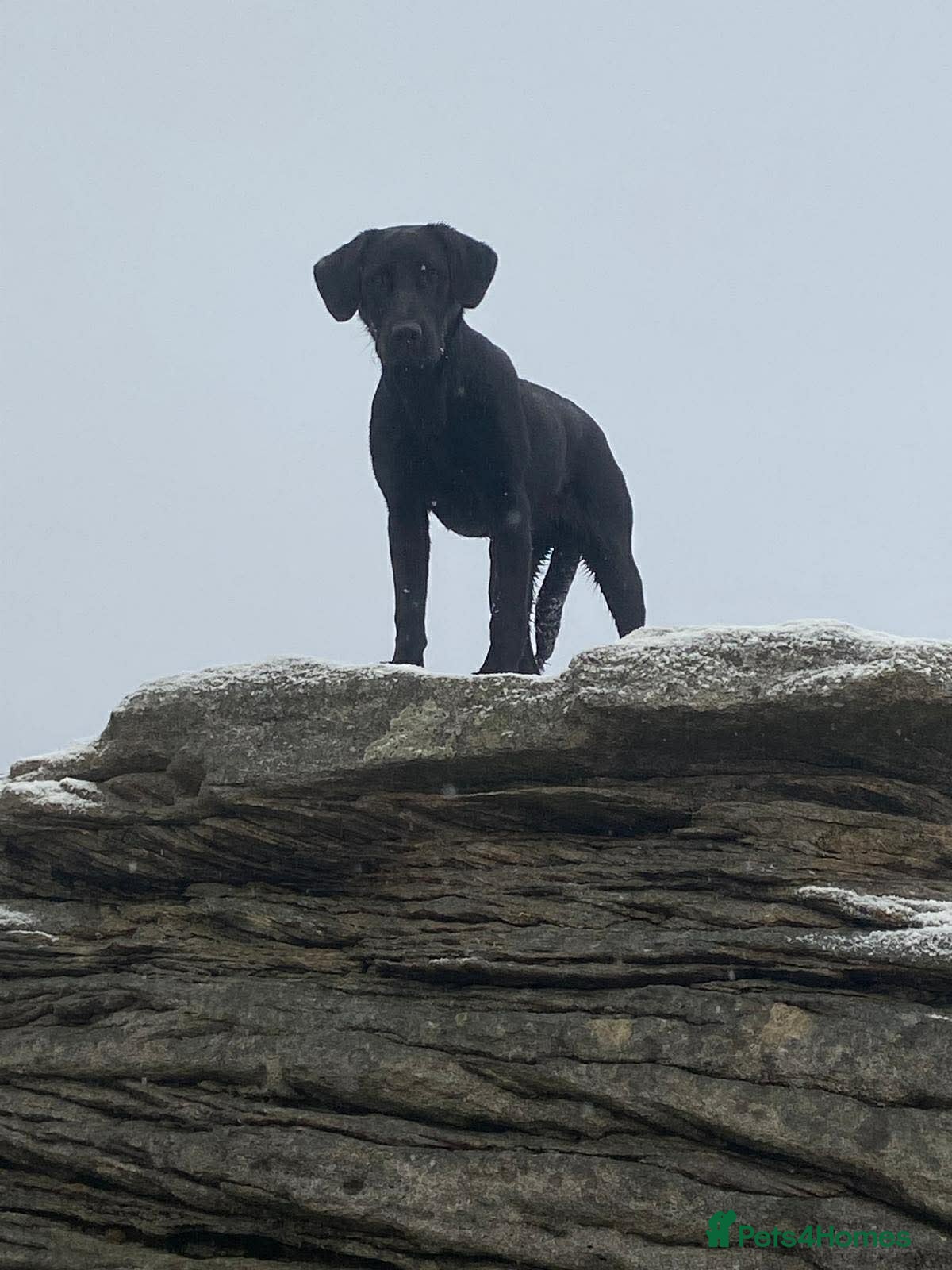 Labrador Retriever dogs Drakeshead pedigree working dogs   - Advert 1