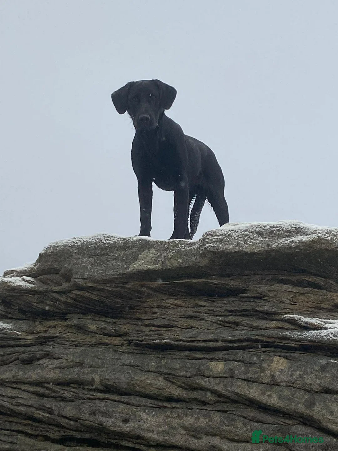 Labrador Retriever dogs for sale: Drakeshead pedigree working dogs   - Advert 1