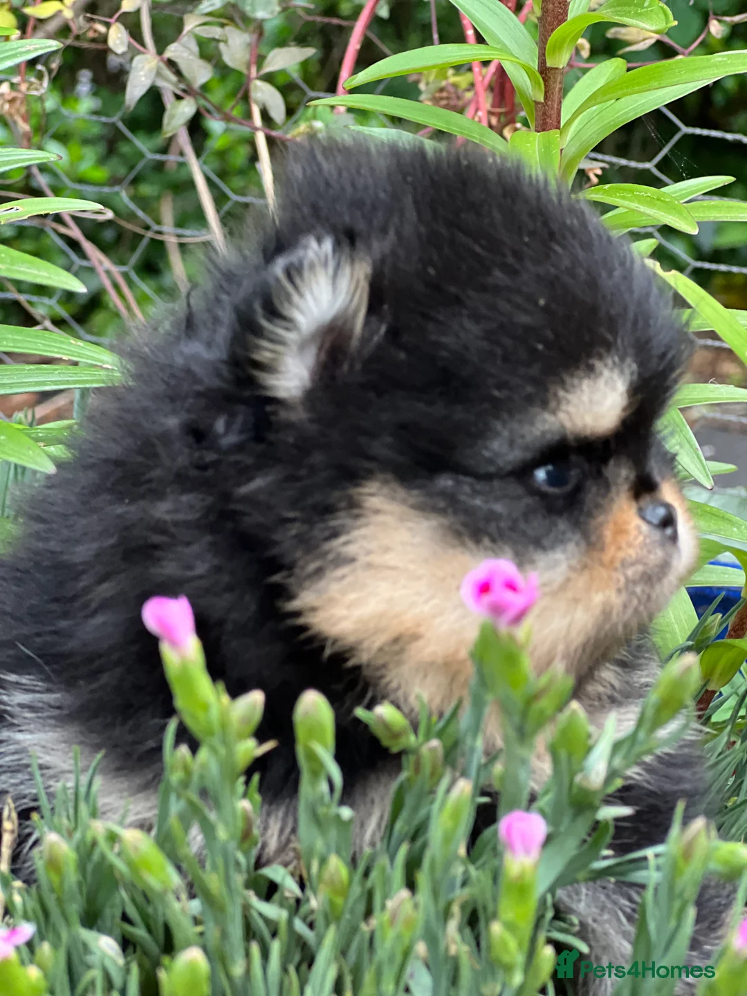 Pomeranian dogs for sale: Pomeranian puppies KC registered  - Advert 4