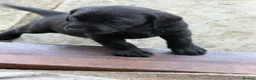 Labrador Retriever dogs for sale: KC Labrador pups for sale (fox red and black) in Shrewsbury - Advert 11
