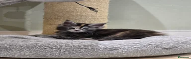 Maine Coon 4