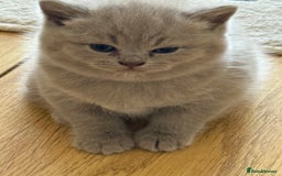 British Shorthair cats for sale: Gorgeous Kittens Ready to Find Their Forever Homes - Image 4