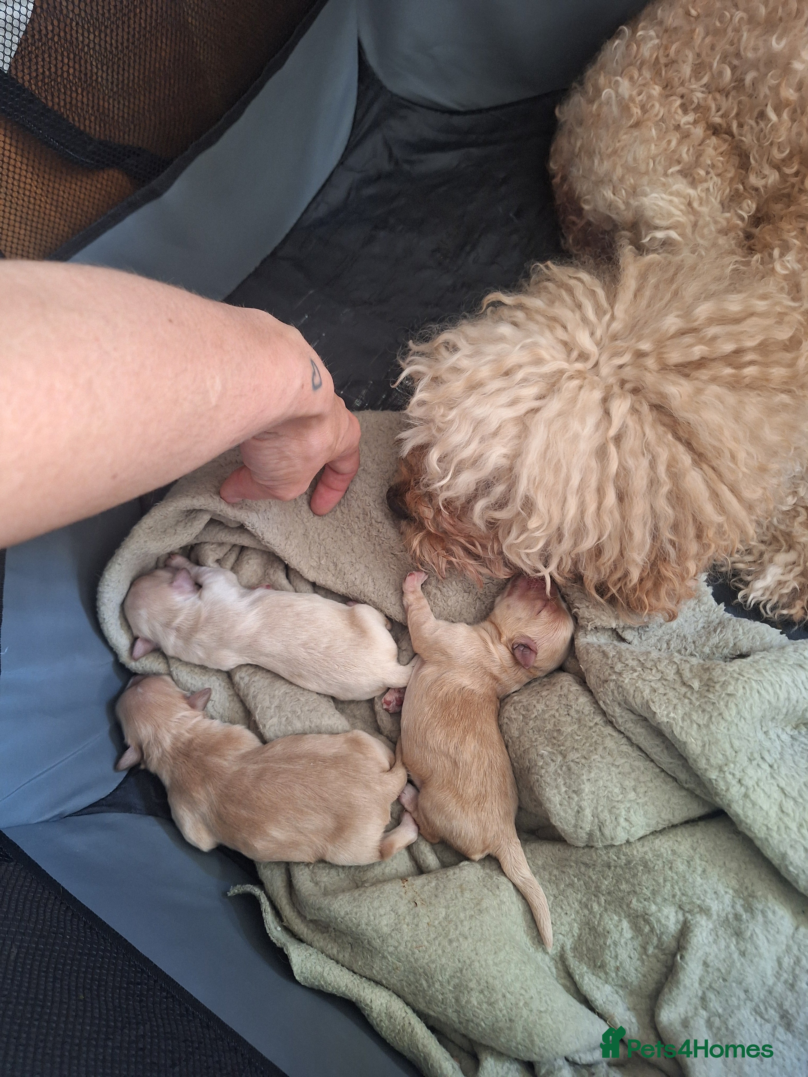 Mixed Breed dogs 3 Beautiful Maltipoo Puppies  - Advert 2