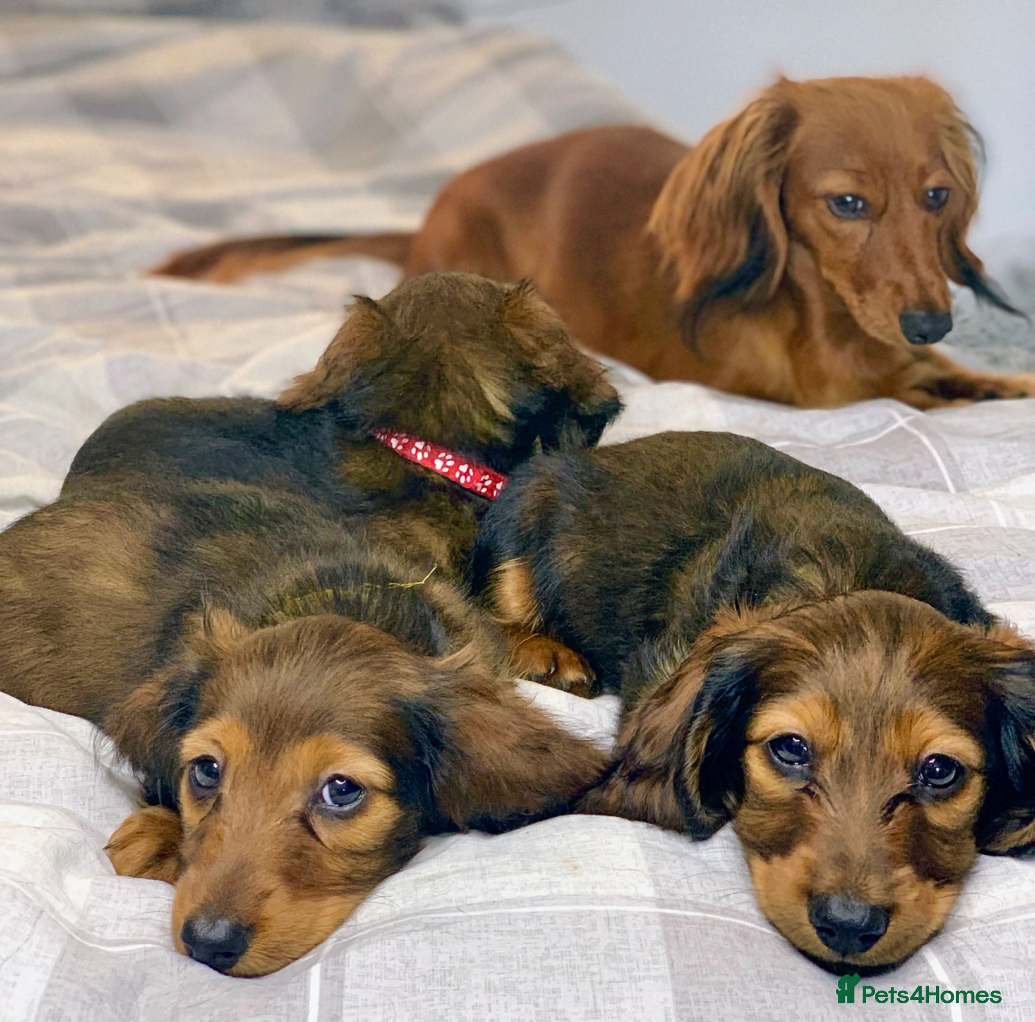 Miniature Dachshund dogs LAST 3 FEMALE Miniature Dachshund Longhaired - Advert 13