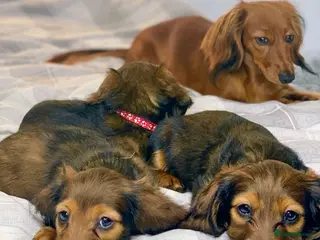 Miniature Dachshund dogs LAST 3 FEMALE Miniature Dachshund Longhaired - Advert 13