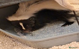 Ferret rodents for sale: Male 6 month old Skunk looking for new home  - Image 4
