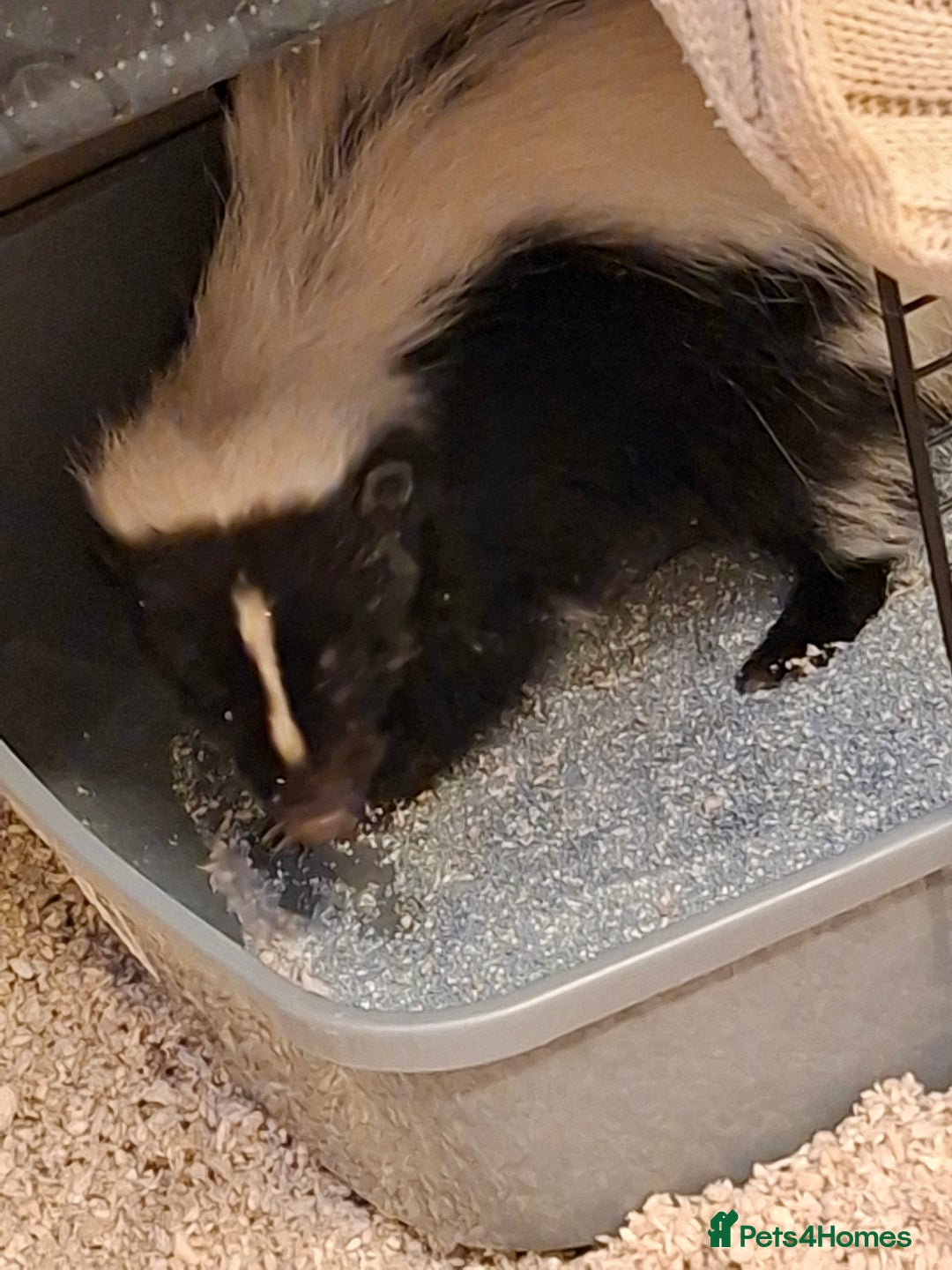 Ferret rodents for sale: Male 6 month old Skunk looking for new home  - Image 4