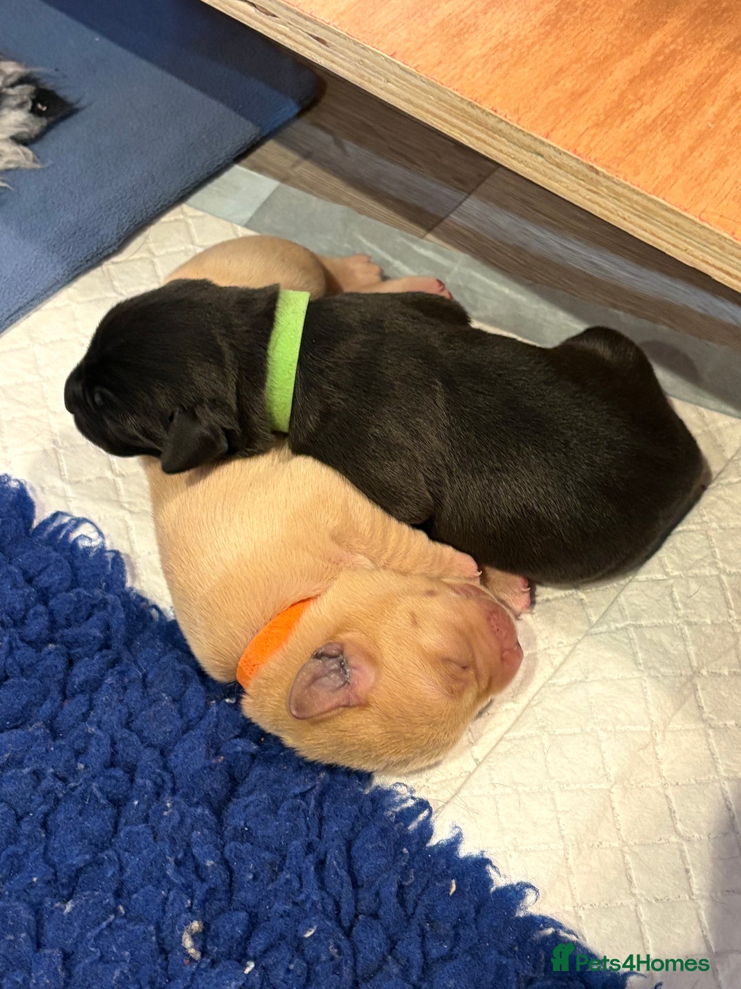 Labrador Retriever dogs for sale: Labrador pups, well-socialised & family raised - Image 8