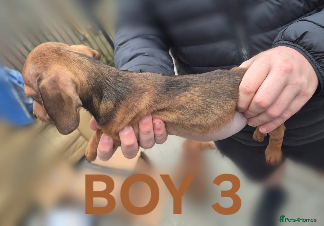 Miniature Dachshund dogs for sale: 2 Remaining! Miniature Dachshunds For Sale! - Advert 3