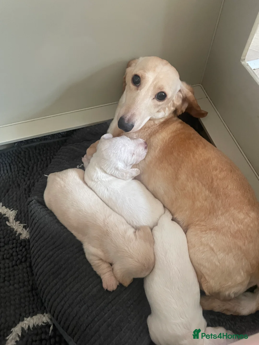 Dachshund dogs for sale: Beautiful litter of Dachshund puppies - Advert 5