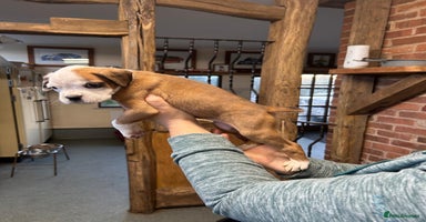 Boxer dogs - Advert 8