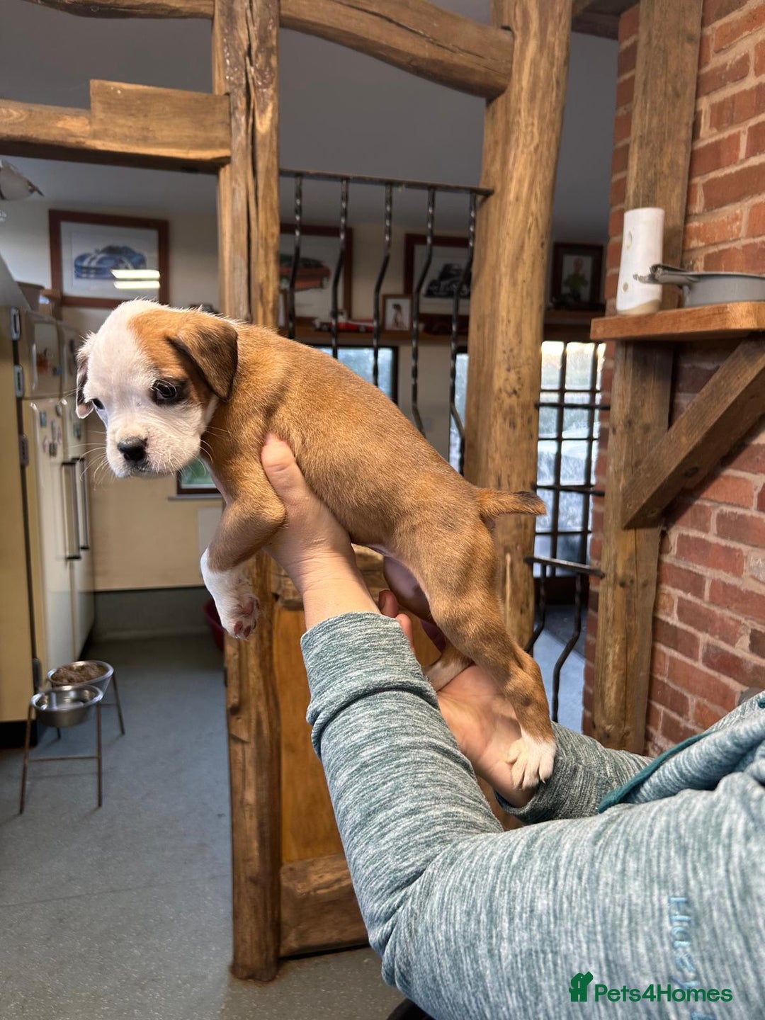 Boxer dogs for sale: kc registered bobtail girl still available - Advert 4