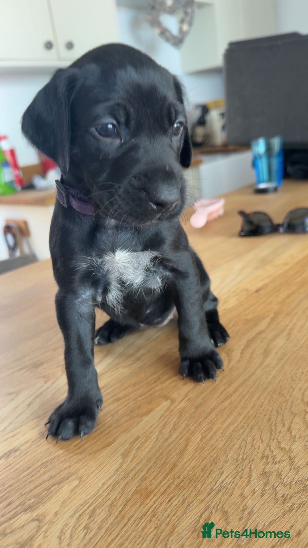 Mixed Breed dogs for sale: Pointerdors ONLY 1 girl left ready now  - Image 9