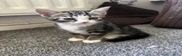 Mixed Breed cats for sale: 4 beautiful kittens, ready today, amazing mix  - Advert 23
