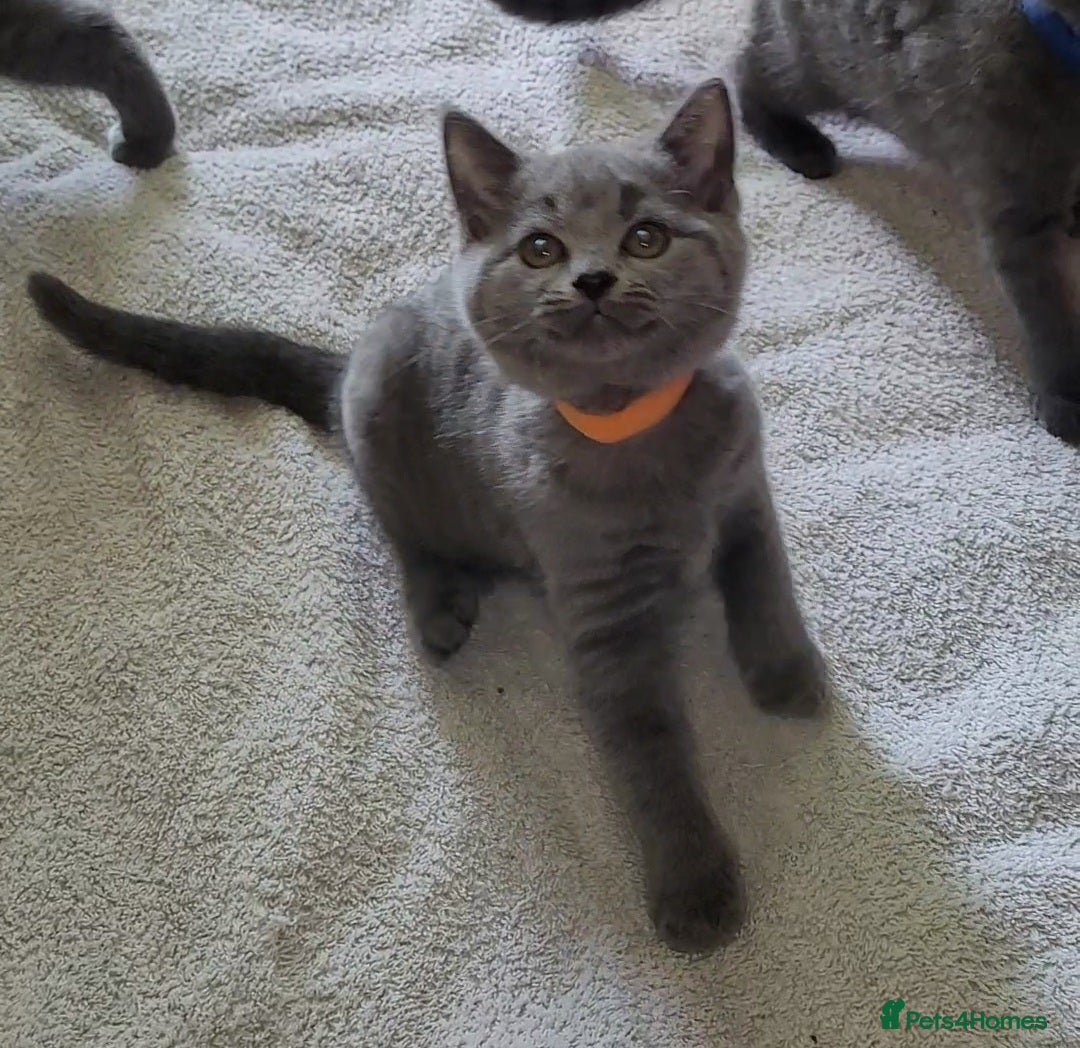 British Shorthair cats for sale: British Blue shorthair kittens £400 - Image 22