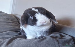 Mini Lop rabbits for sale: 🤎 Autumn & Freddo 🤎  - Image 5