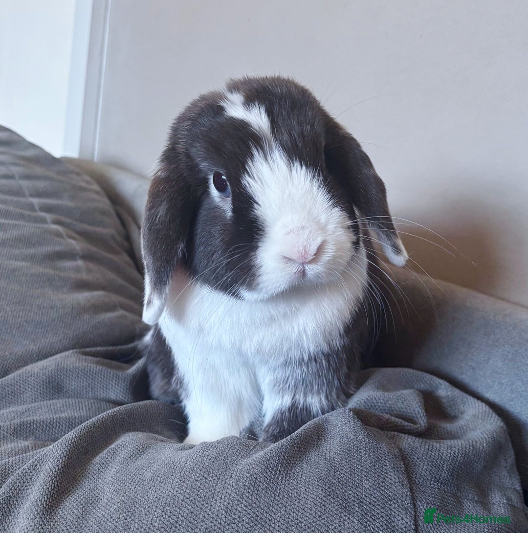 Mini Lop rabbits for sale: 🤎 Autumn & Freddo 🤎  - Image 5