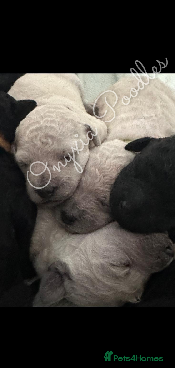 Standard Poodle dogs Stunning Litter of Standard Poodle Puppies! - Advert 2