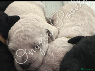 Standard Poodle dogs Stunning Litter of Standard Poodle Puppies! - Advert 5