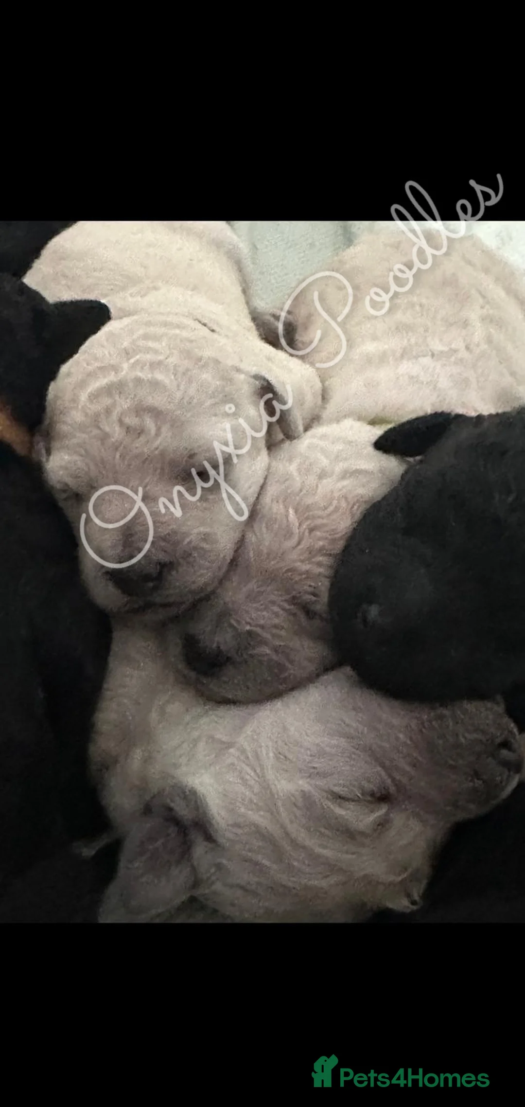 Standard Poodle dogs for sale: Stunning Litter of Standard Poodle Puppies! - Advert 1