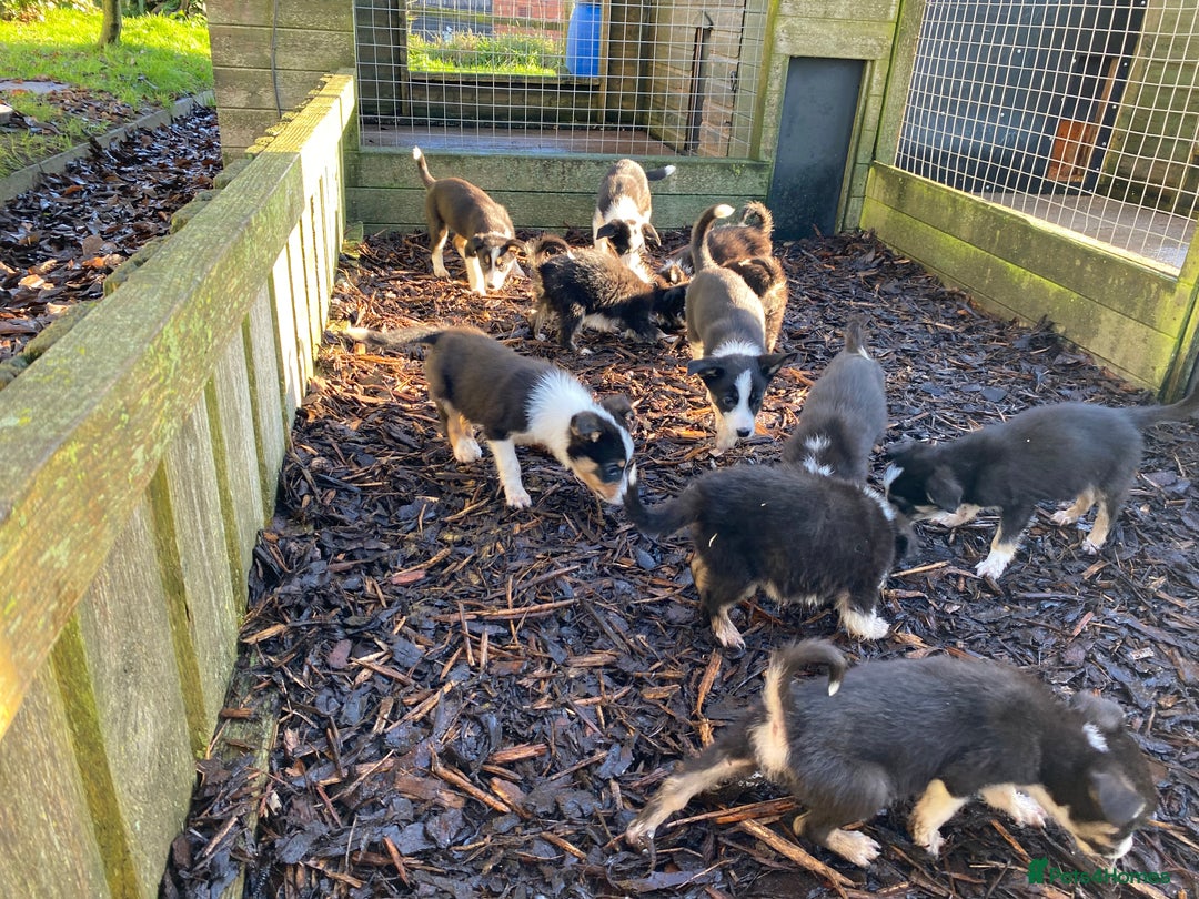 Border Collie dogs for sale: Border Collie Puppies For Sale - Advert 5