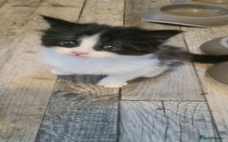 Maine Coon cats for sale: Beautiful Bonded Sisters - Image 24